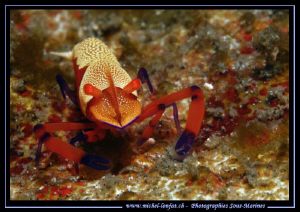 Face to face with an Imperial Schrimp in Lembeh Strait...... by Michel Lonfat 